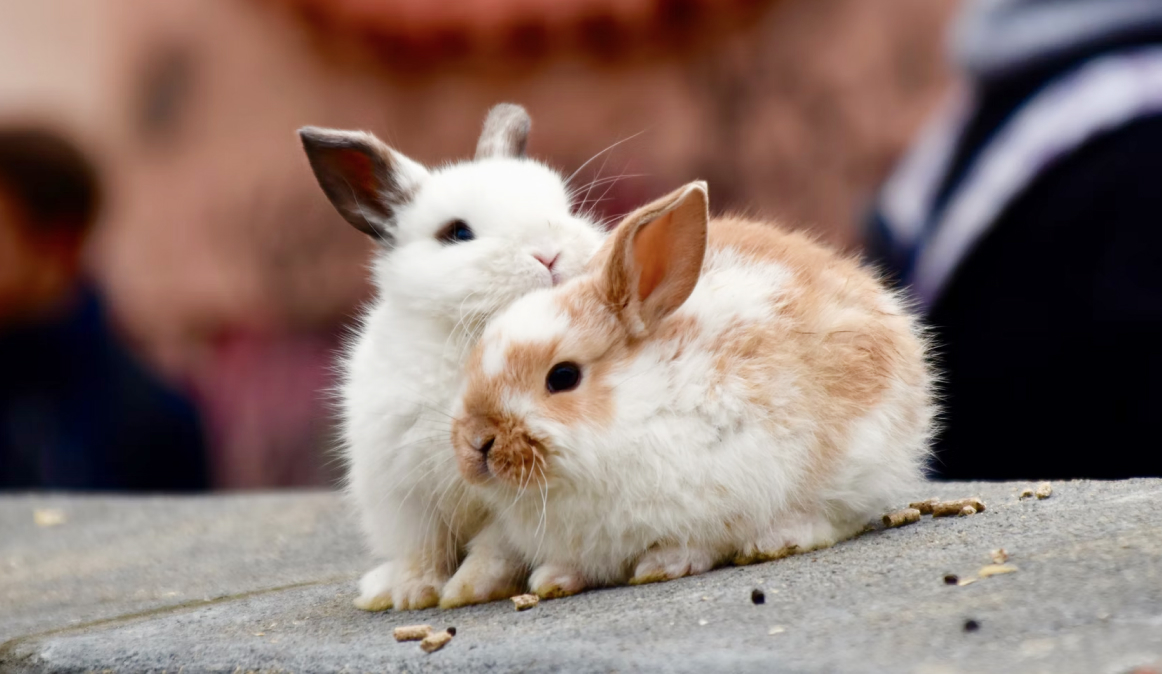 Create A Safe Home for Your Pet Rabbit
